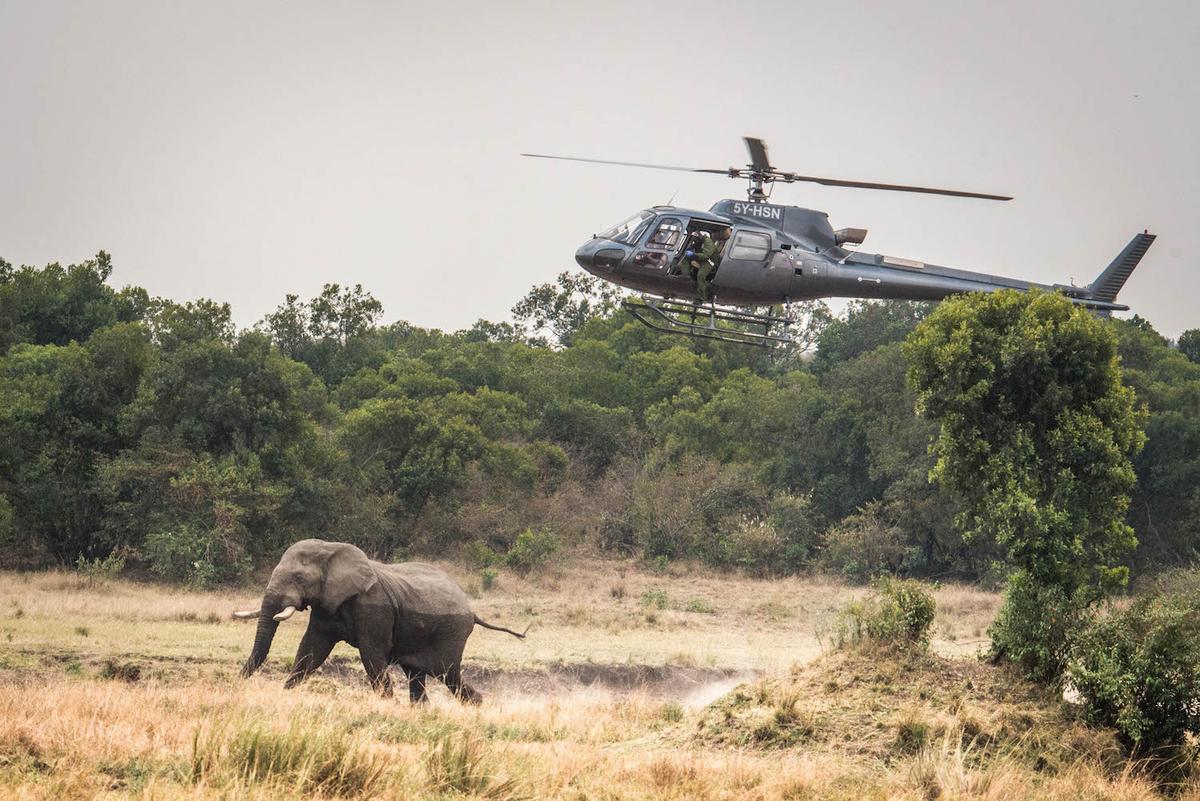 A helicopter flying over to the injured elephant. (Caters News)