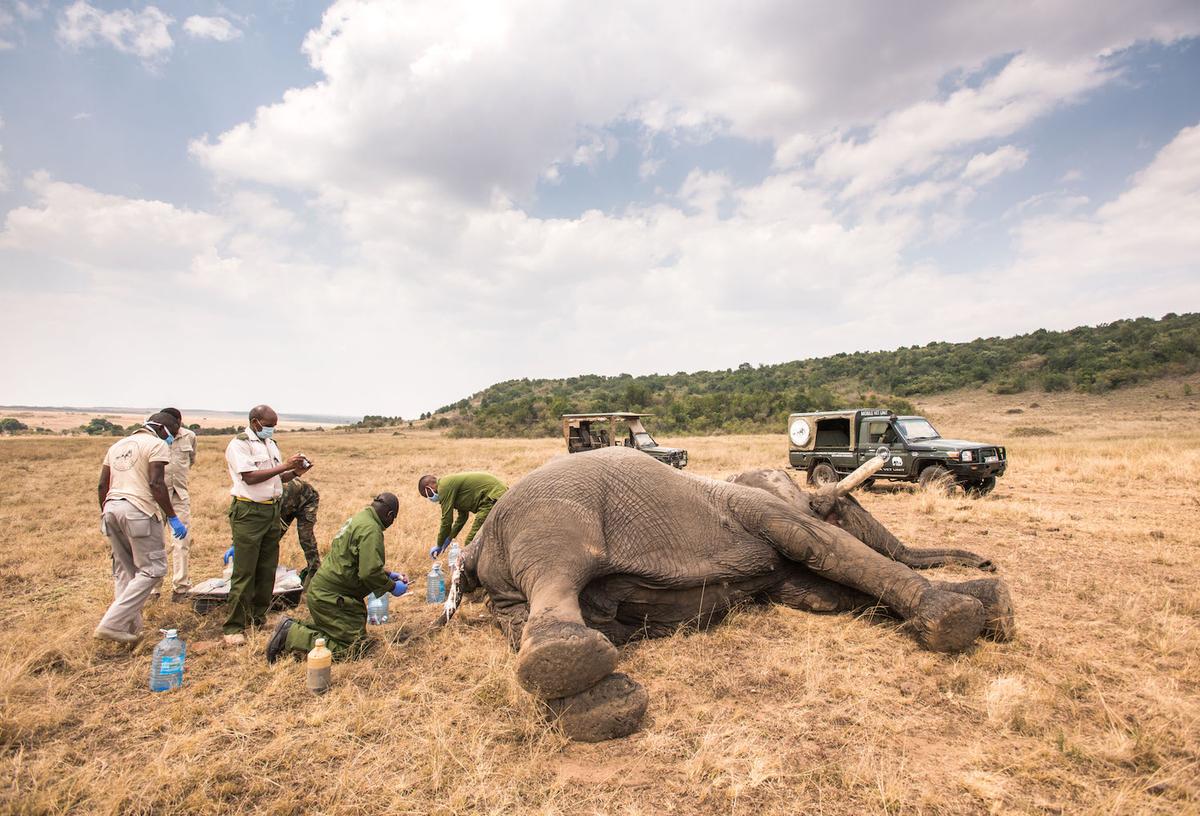  Vets helping the injured elephant. (Caters News)