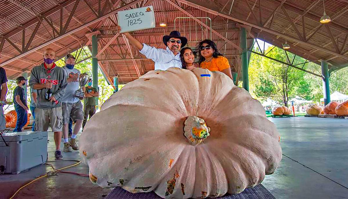 Giant Pumpkins Break Utah State Record at Annual Thanksgiving Point Weigh-Off