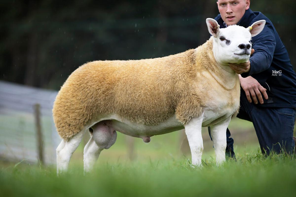 A sheep sold for a record 350,000 guineas—or around $490,000 in American money—at an auction in Scotland this week. (Courtesy of Catherine MacGregor/Texel Sheep Society)