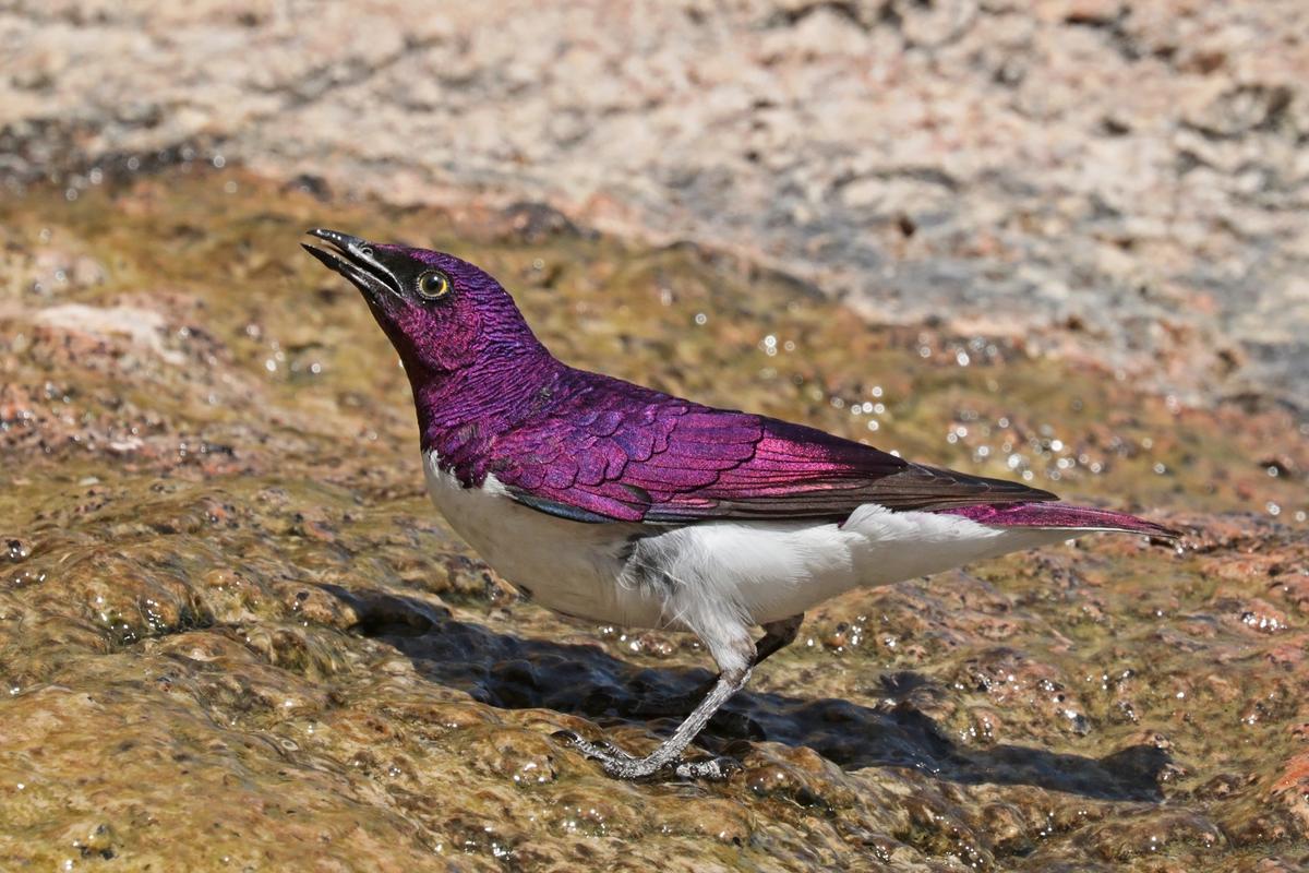 Violet-backed starling in Damaraland, Namibia (<a href="https://commons.wikimedia.org/wiki/File:Violet-backed_starling_(Cinnyricinclus_leucogaster_verreauxi)_male.jpg">Charles J Sharp</a>/CC BY-SA 4.0)