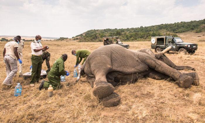 Vets Save Maggot-Infested Wounded Elephant After It Was Speared for Crossing Into Human Land