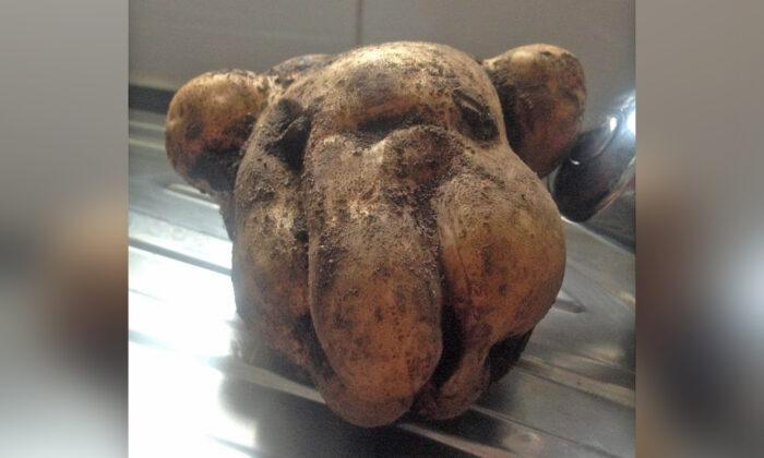 Gardener Left Surprised Upon Discovering a Potato That Was a ‘Spitting Image’ of Her Dog