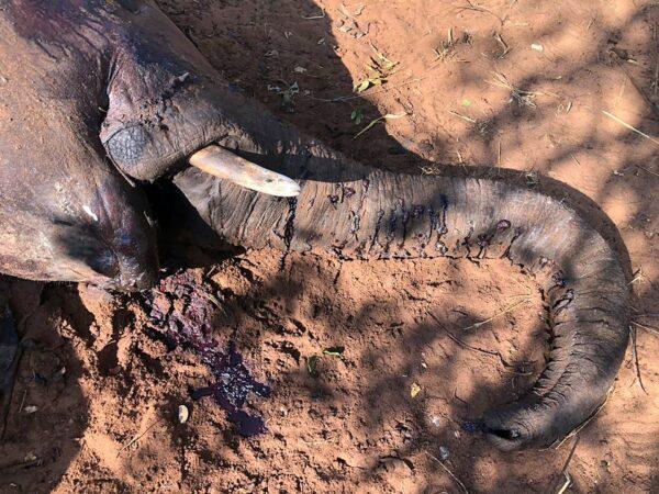 A dead elephant is seen in Hwange National park, Zimbabwe, on Aug. 29, 2020. (AP Photo)