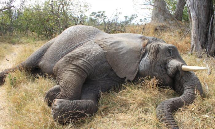 11 Elephants Mysteriously Die in Zimbabwe Forest, Parks Authorities Are Investigating
