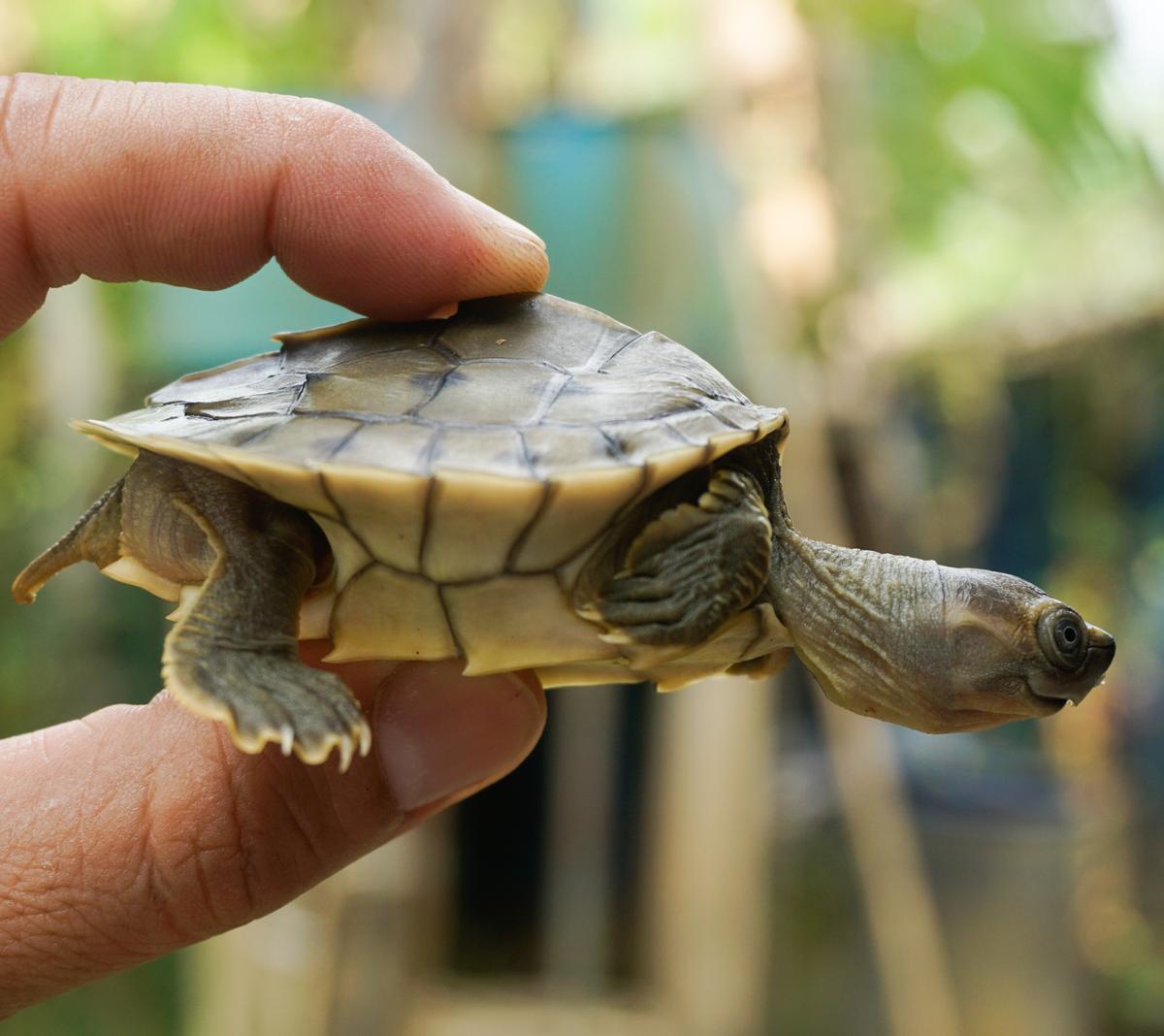 Burmese roofed turtle hatchling being handled (<a href="https://newsroom.wcs.org/News-Releases/articleType/ArticleView/articleId/14807/PHOTO-RELEASE-The-Turtle-that-Almost-Went-Extinct-Now-Ready-for-Its-Close-up.aspx">Myo Min Win</a>/WCS Myanmar Program)
