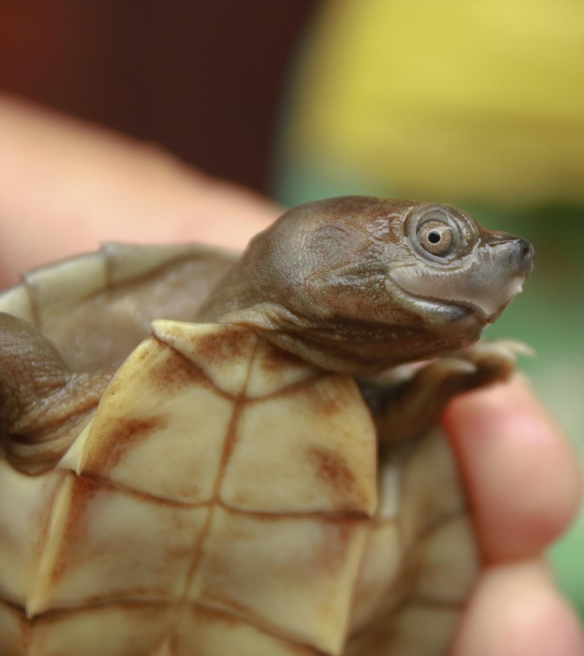 A closeup of a Burmese roofed turtle hatching (<a href="https://newsroom.wcs.org/News-Releases/articleType/ArticleView/articleId/14807/PHOTO-RELEASE-The-Turtle-that-Almost-Went-Extinct-Now-Ready-for-Its-Close-up.aspx">Myo Min Win</a>/WCS Myanmar Program)