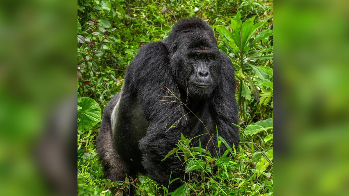 A mountain gorilla at Uganda's Bwindi Impenetrable National Park. (Courtesy of Uganda Wildlife Authority/Twitter)