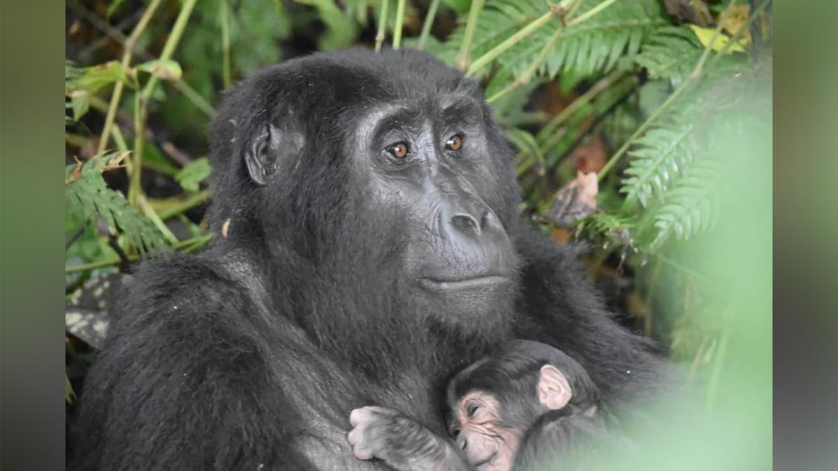 Uganda's endangered mountain gorillas experience a baby boom this year. (Courtesy of Uganda Wildlife Authority)