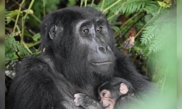 Endangered Mountain Gorilla Baby Boom in Uganda Shows Successful Conservation Efforts
