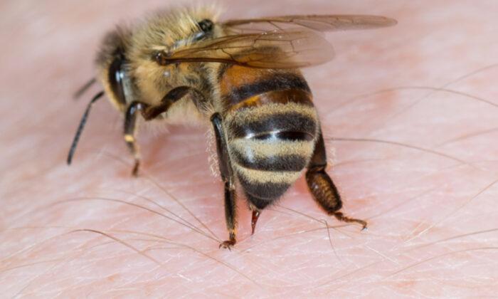 Honeybee Venom Kills Breast Cancer Cells in Lab Setting, ‘Exciting’ New Study Finds