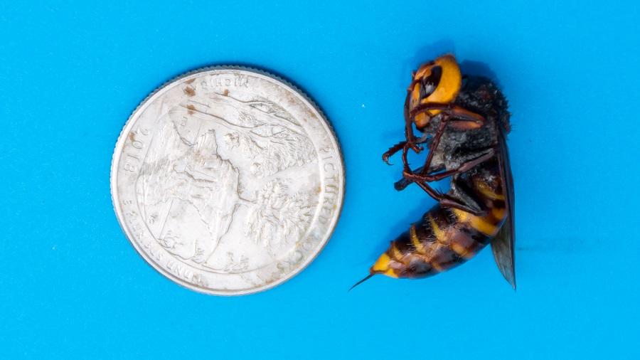The hornet as compared to the size of a quarter (Courtesy of <a href="https://agr.wa.gov/">Washington State Department of Agriculture</a>)