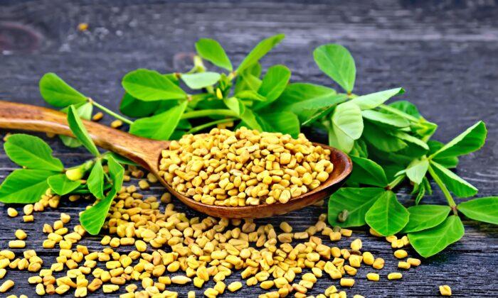 Study Finds Fenugreek Increases Strength and Lean Muscle Mass
