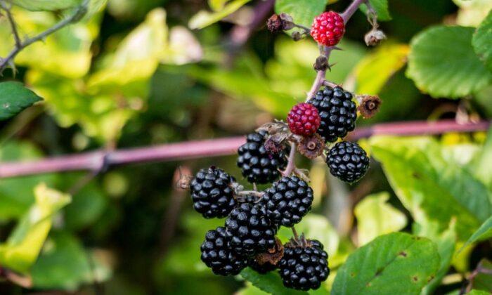 Summer’s Last Adventure: Blackberry Picking