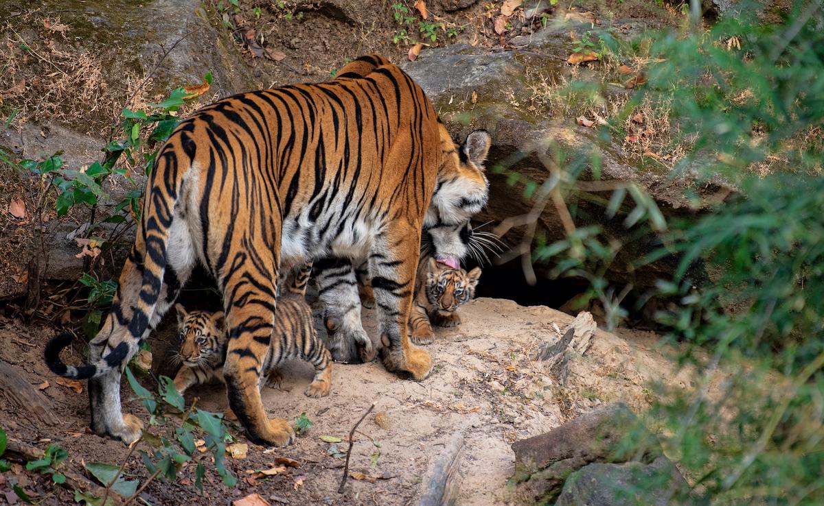 The mother tiger and her newborn cubs. (Caters News)