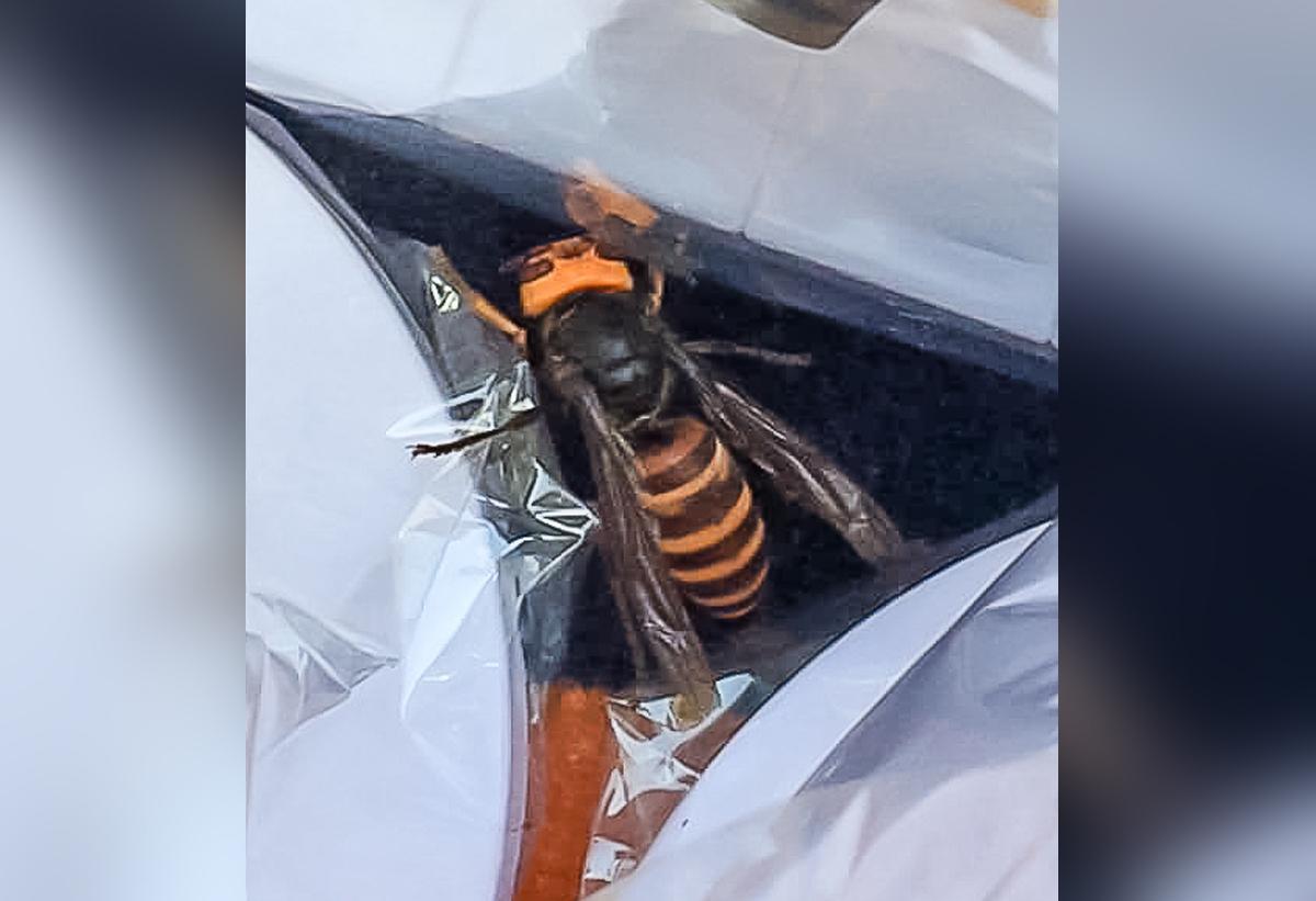 The Asian giant hornet snapped by a diner on Aug. 18, 2020 (Courtesy of <a href="https://agr.wa.gov/">Washington State Department of Agriculture</a>)
