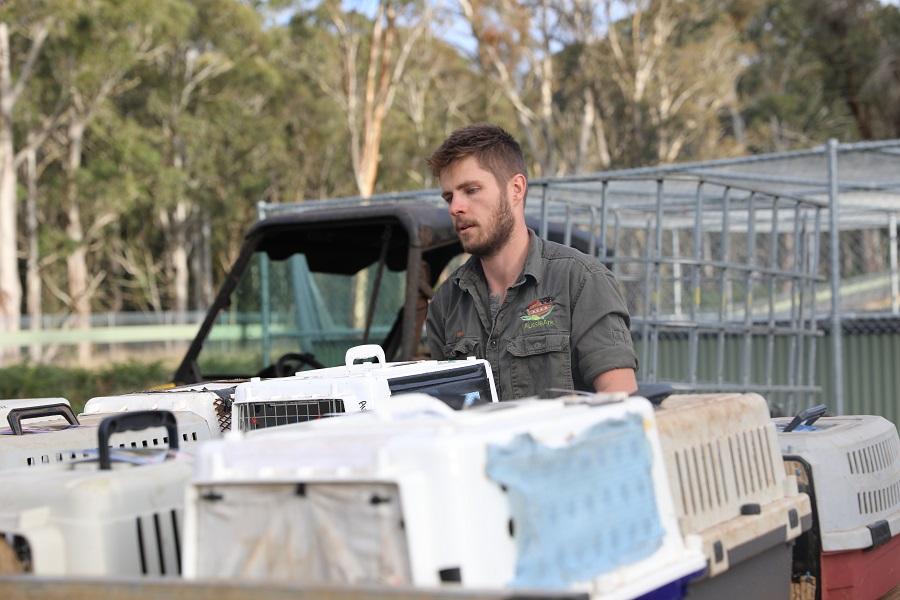 A keeper preparing for the release of Eastern quolls. (Courtesy of <a href="https://www.aussieark.org.au/">Aussie Ark</a>)