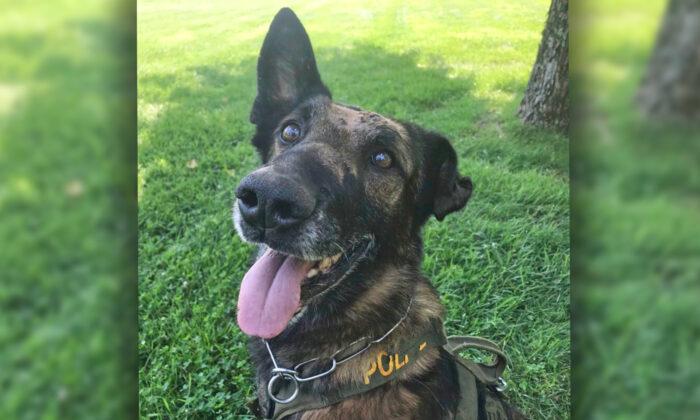 US Forest Service Police Dog Suffers Nine Stab Wounds, Survives Second Attack