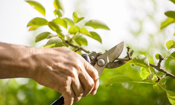 A Greener View: Why—and How—You Should Be Sanitizing Your Pruning Tools