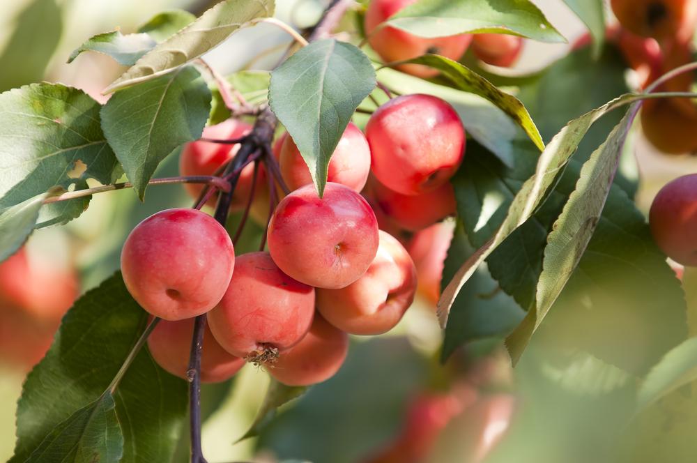 Try a crab apple, and you may find out that it is really good. (Kukuruxa/Shutterstock)