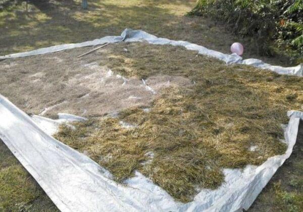 Sun-drying the harvested wild rice on tarps. (Joe Graveen)