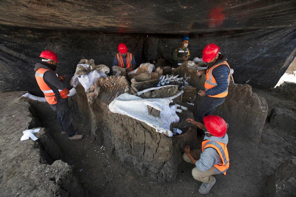 Paleontologists work to preserve the skeleton of a mammoth that was discovered at the construction site of Mexico City’s new airport in the Santa Lucia military base, Mexico, Thursday, Sept. 3, 2020. (Marco Ugarte/AP Photo)