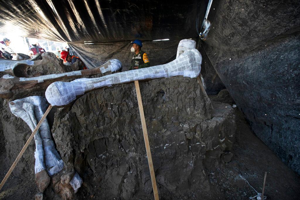 Paleontologists work to preserve the skeleton of a mammoth that was discovered at the construction site of Mexico City’s new airport in the Santa Lucia military base, Mexico, Thursday, Sept. 3, 2020. The paleontologists are busy digging up and preserving the skeletons of mammoths, camels, horses, and bison as machinery and workers are busy with the construction of the Felipe Angeles International Airport by order of President Andres Manuel Lopez Obrador. (Marco Ugarte/AP Photo)