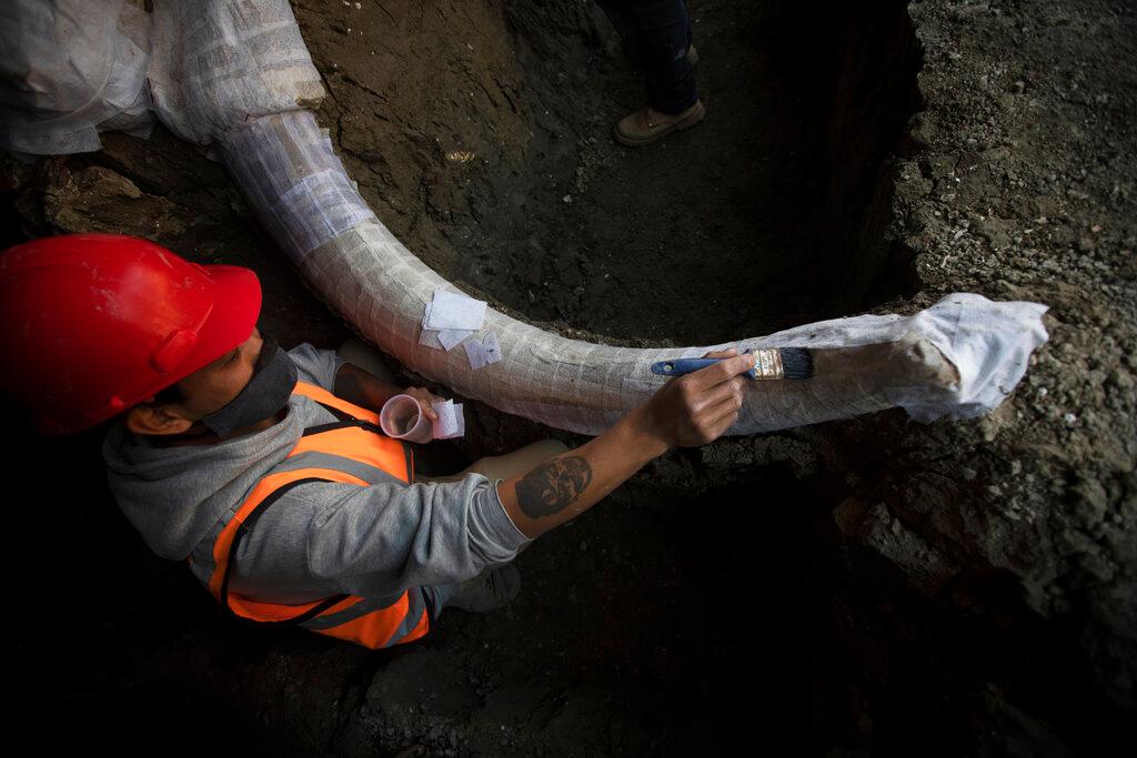 A paleontologist works to preserve the skeleton of a mammoth that was discovered at the construction site of Mexico City’s new airport in the Santa Lucia military base, Mexico, Thursday, Sept. 3, 2020. (Marco Ugarte/AP Photo)