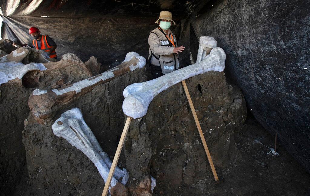 Ruben Manzanilla Lopez of the National Anthropology Institute, who is responsible for the preservation work in the area, shows the skeleton of a mammoth that was discovered in the construction site of Mexico City’s new airport in the Santa Lucia military base, Mexico, Thursday, Sept. 3, 2020. (Marco Ugarte/AP Photo)