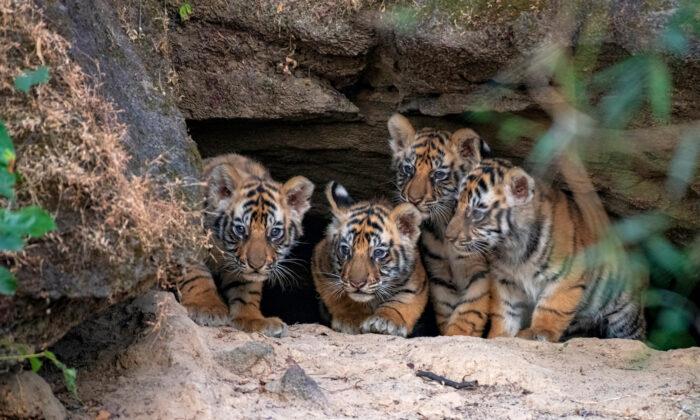 Photographer Captures the Rare Moment Newborn Tiger Cubs Emerge From a Den for the First Time