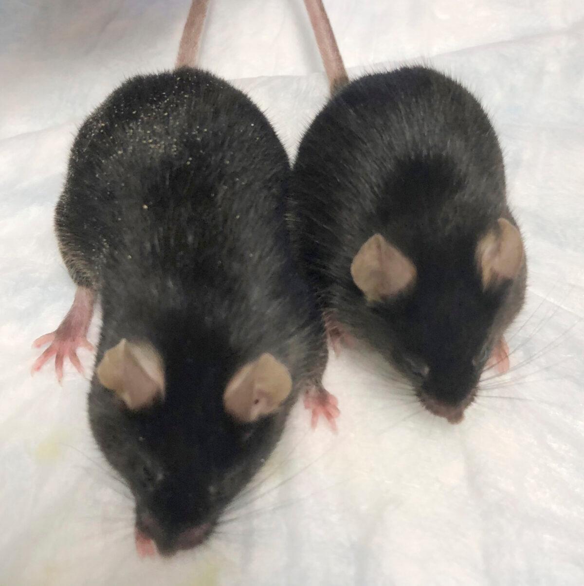 A normal mouse and a “twice-muscled” mouse developed at the The Jackson Laboratory of the University of Connecticut School of Medicine in Farmington, Conn., in August 2020. (Dr. Se-Jin Lee/University of Connecticut School of Medicine via AP)