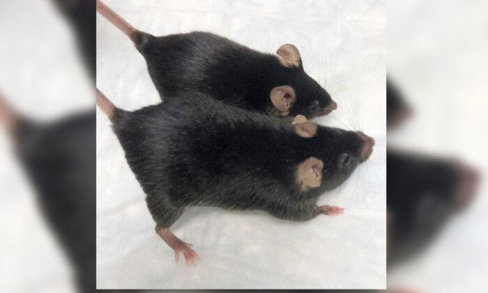 ‘Mighty Mice’ Stay Musclebound in Space, Boon for Astronauts