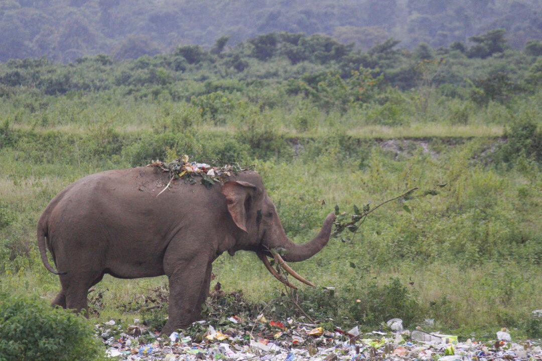 Experts Advocate Eventual End to Single-Use Plastics, but Composites May Be Safe