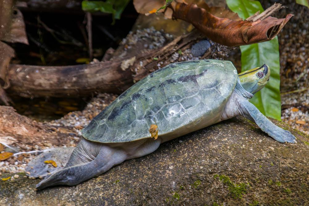 The Burmese roofed turtle, endemic to Myanmar, remains rare in the wild, although numbers are on the rise. (Danny Ye/Shutterstock)