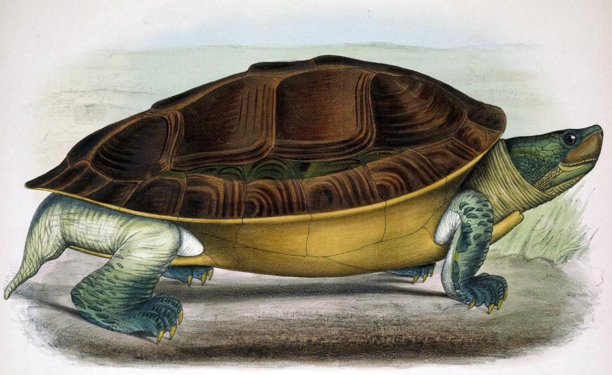 Illustration of a Burmese roofed turtle female (<a href="https://commons.wikimedia.org/wiki/File:Batagur_trivittata.jpg">Philbert Charles Berjeau</a>)