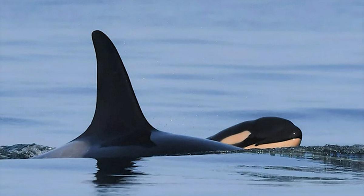 Tahlequah with her newborn calf, J57 (Courtesy of Katie Jones/Center for Whale Research)