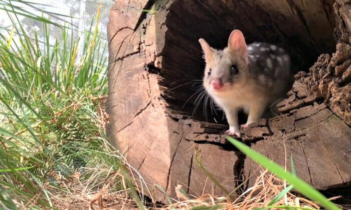 Eastern Quolls Return to Aussie Wildlife Sanctuary After Being 60 Years Extinct From Mainland