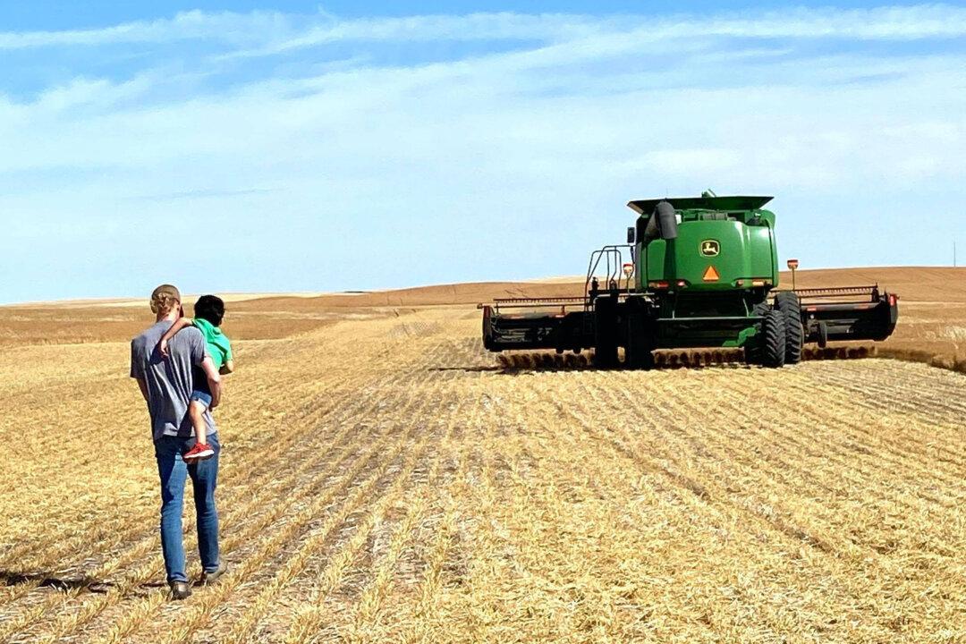 Harvest Time: A Tradition of Generations