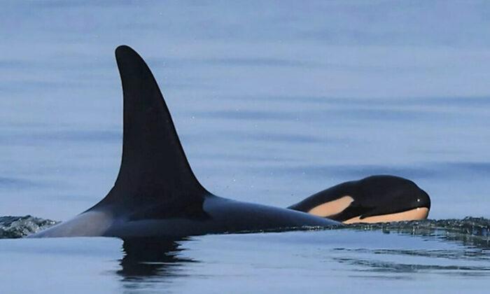 Killer Whale That Carried Its Dead Calf for 17 Days Gives Birth Again