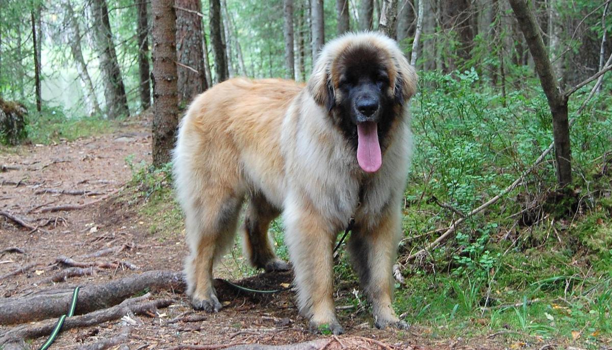 One-Year-Old Pup That Weighs 110 lb Is Mistaken for a Bear on Her Walks in the Forests