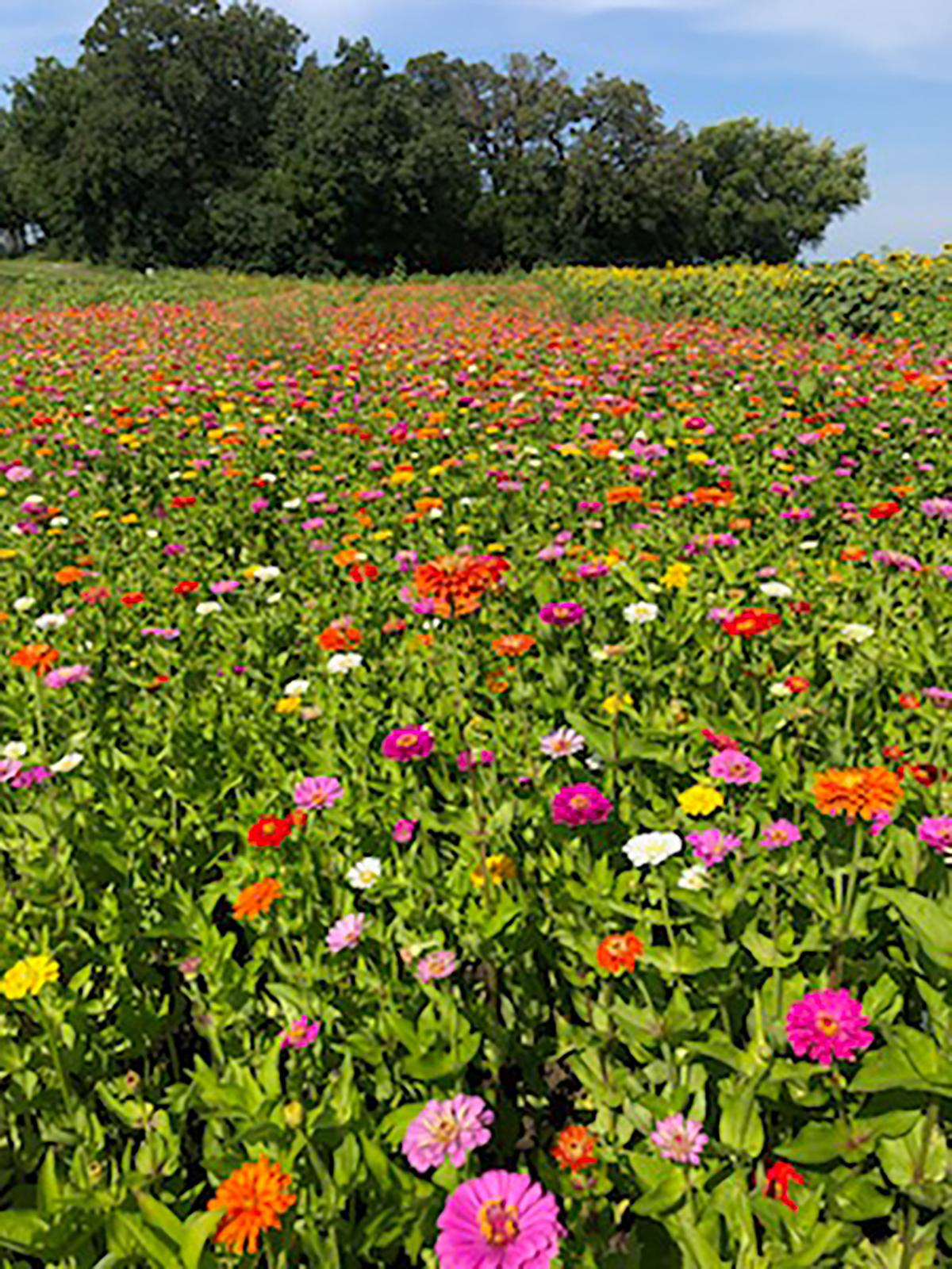 Scott Thompson also planted a field of zinnias, a field of wildflowers, and Mexican sunflowers. (Courtesy of Scott Thompson)