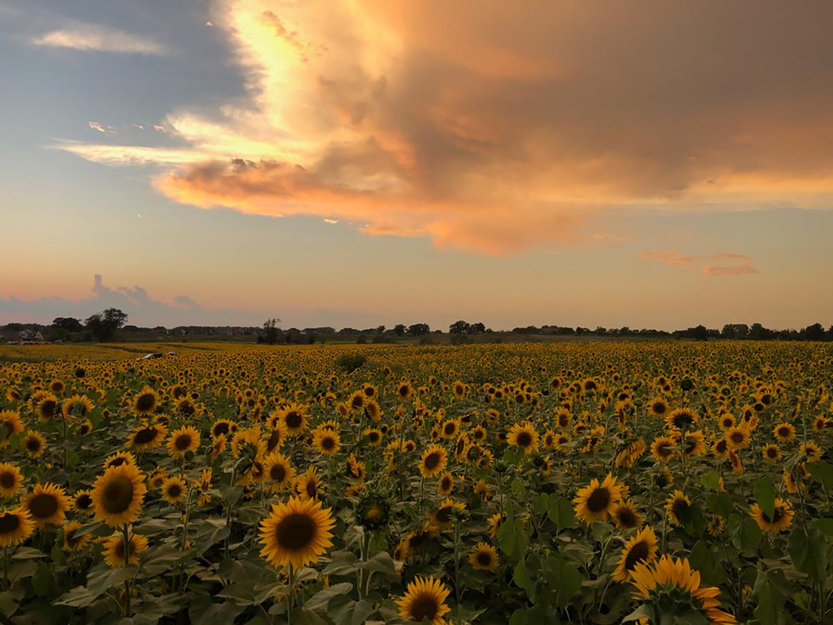 Scott Thompson's family has planted more than 2 million sunflowers. (Courtesy of Scott Thompson)