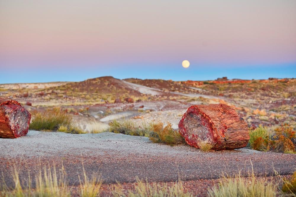 Petrified Forest National Park, Arizona. (Ekaterina Pokrovsky/Shutterstock)