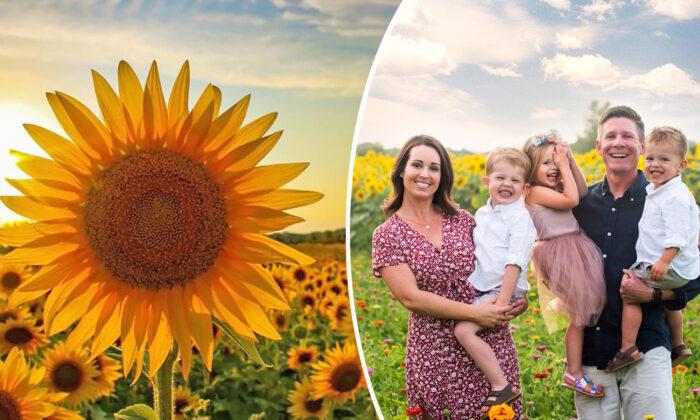 Wisconsin Farmer Has Planted Over 2 Million Sunflowers to Provide a Respite Amid Pandemic