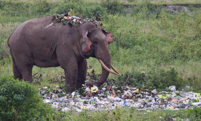 Tragic Photos Show an Elephant Wading Through a Pile of Plastic Trash in Search for Food