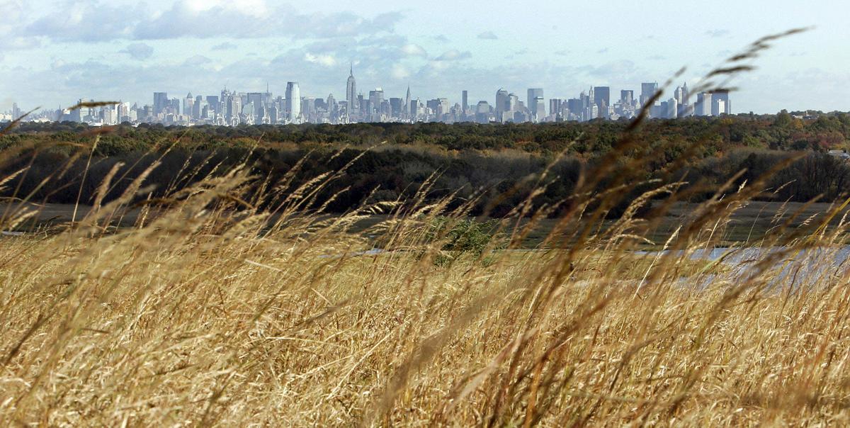 The Manhattan skyline is seen in the background of tall grass at what will be New York's new parkland at Fresh Kills landfill in Staten Island, New York, Oct. 25, 2006. (TIMOTHY A. CLARY/AFP via Getty Images)