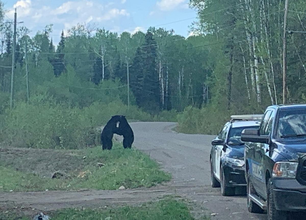 (Courtesy of <a href="https://www.facebook.com/OPPNorthWest/">Nicole Haueisen</a>/Ontario Provincial Police - North West Region)