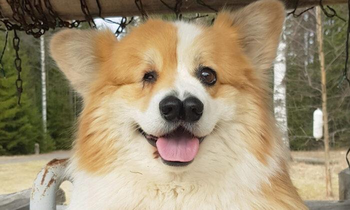 Dog That Was Born With One Eye and Two Noses Defies All Odds and Is Now a Happy 8-Year-Old