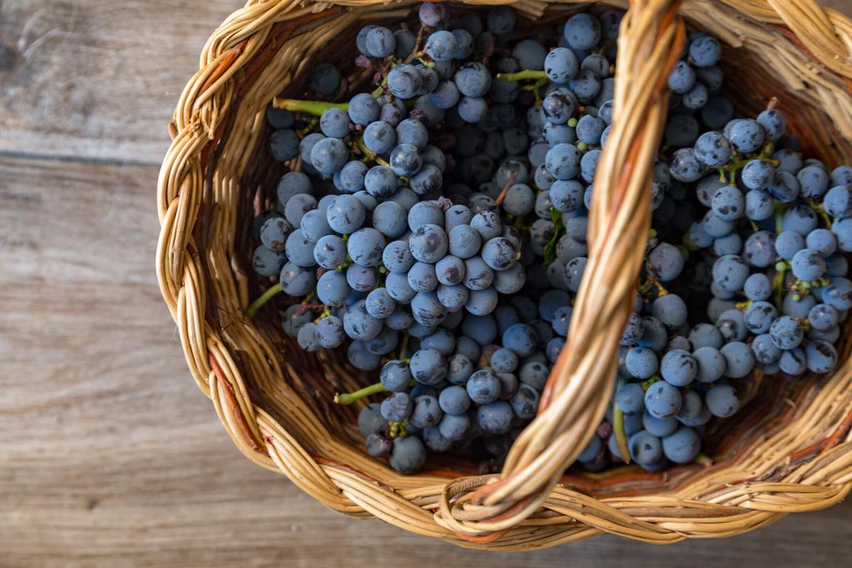 September is peak grape season. (Giulia Scarpaleggia)