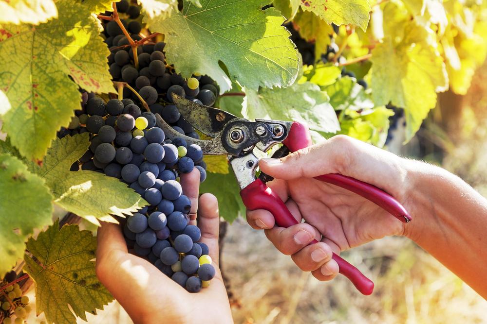 Harvesting grapes by hand, to be loaded by the basketful onto tractors destined for the winery. (Marino bocelli/Shutterstock)